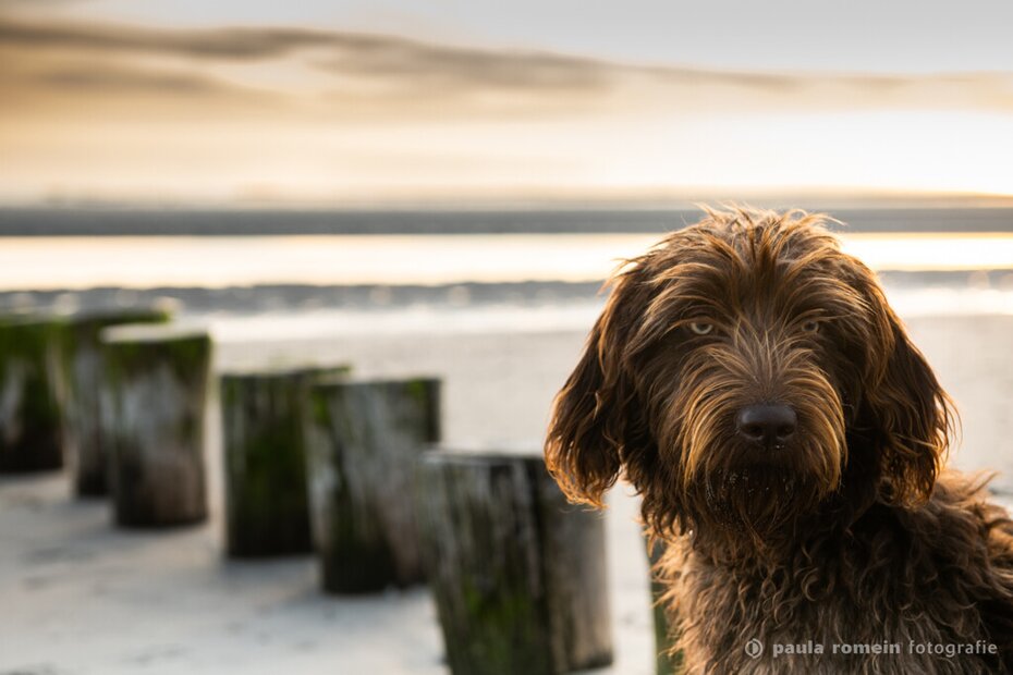 Fotografie sfeer toerisme Zeeland Sfeer reportage toerisme in Zeeland - strand Westenschouwen