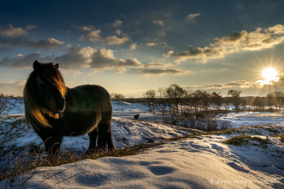 Fotograaf Zeepeduinen Burgh-Haamstede Sfeerfoto Zeepeduinen Burgh-Haamstede