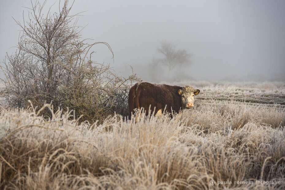 Fotografie toerisme koe in landschap Sfeerfoto koe op de Vroongronden - Burgh-Haamstede